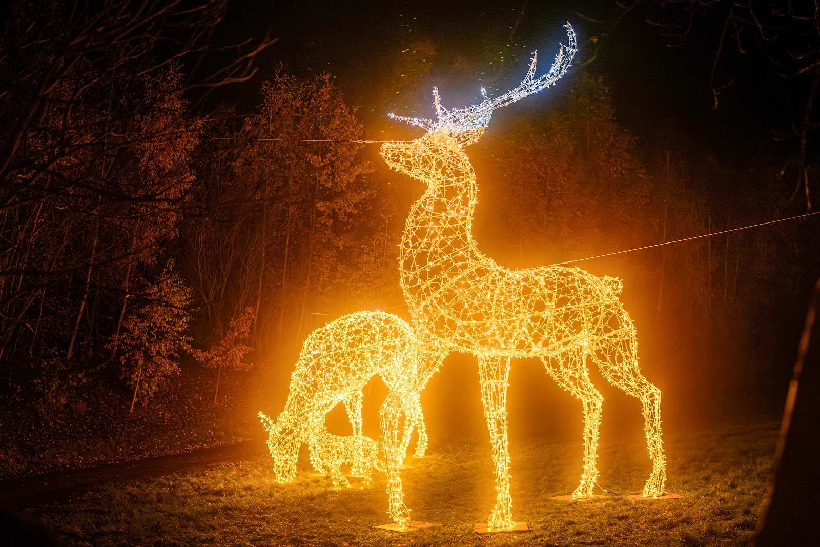 Leuchtende Rentierskulpturen in einer nächtlichen Parklandschaft
